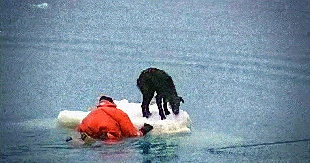A person in an orange jacket is on a small ice floe, with a black dog standing nearby in the water.