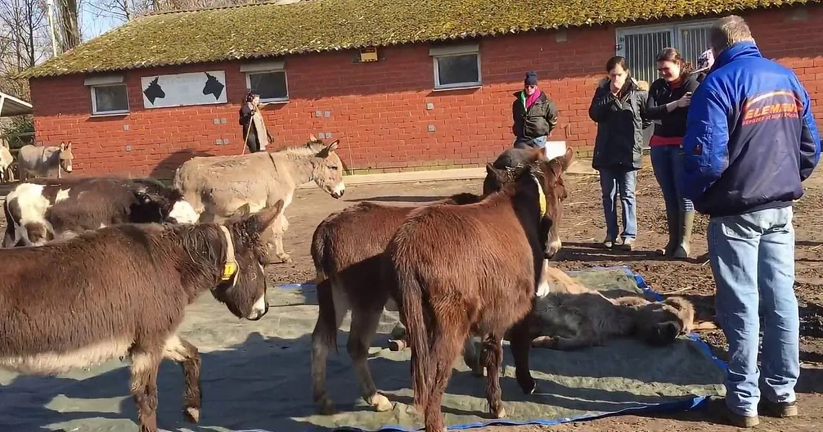 Donkeys stand on a tarp in a barnyard, with people observing in the background.