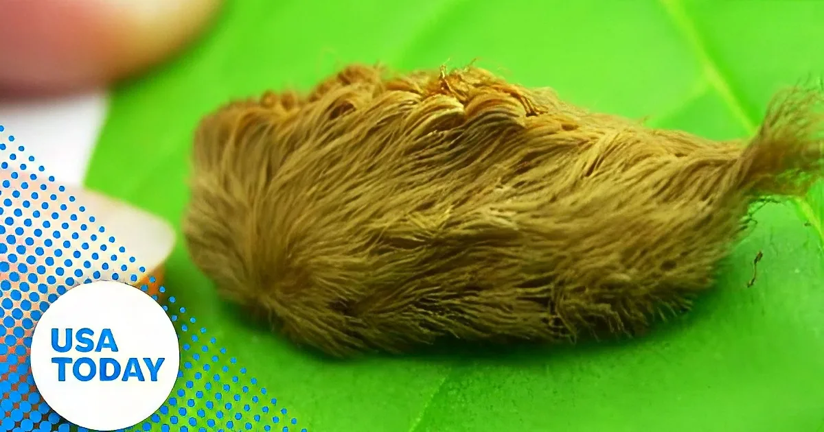 A close-up of a sloth's foot with long, curved claws gripping a leaf.