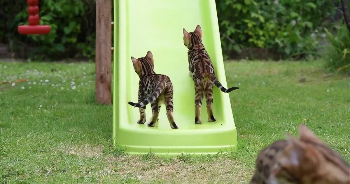 Two Bengal kittens climb a green plastic slide in a grassy yard.