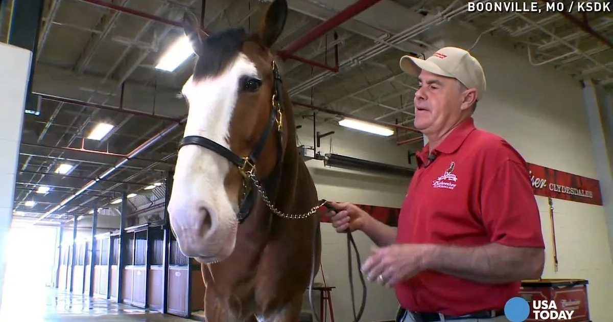 A man in a red shirt and cap is interacting with a brown horse in a stable setting.