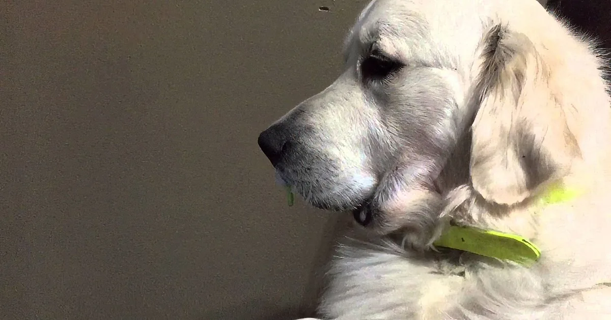 A white dog with a green collar is resting its head on a surface, appearing relaxed.