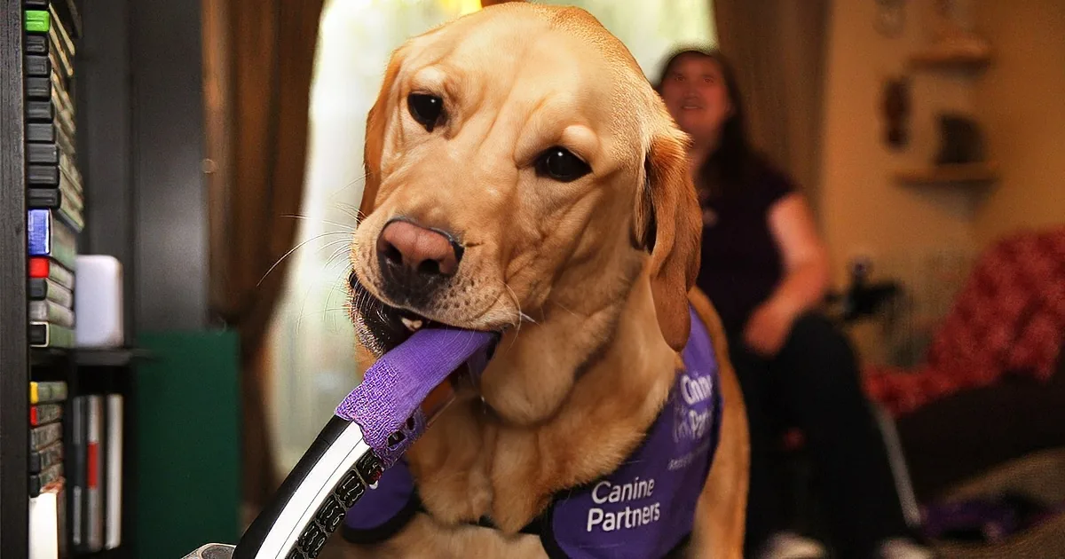 A golden retriever wearing a "Canine Partners" vest holds a purple strap on a machine, with a person in the background.
