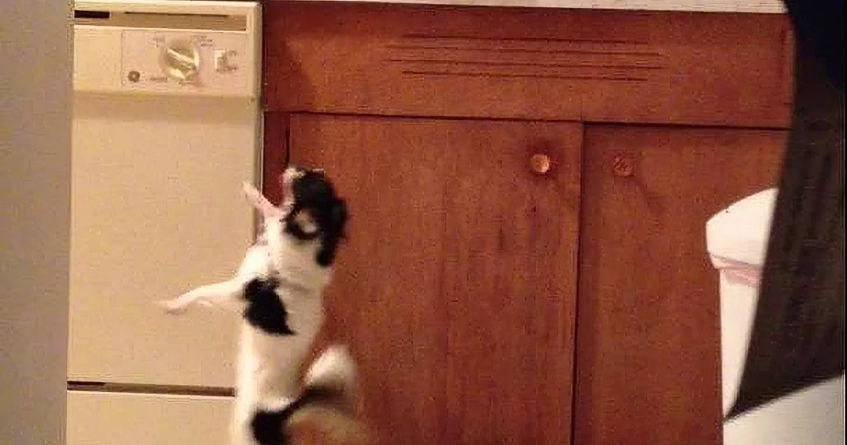 A black and white cat is mid-jump, reaching for something on a wooden cabinet.