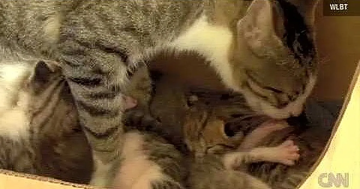 A cat is nursing several kittens in a cardboard box.