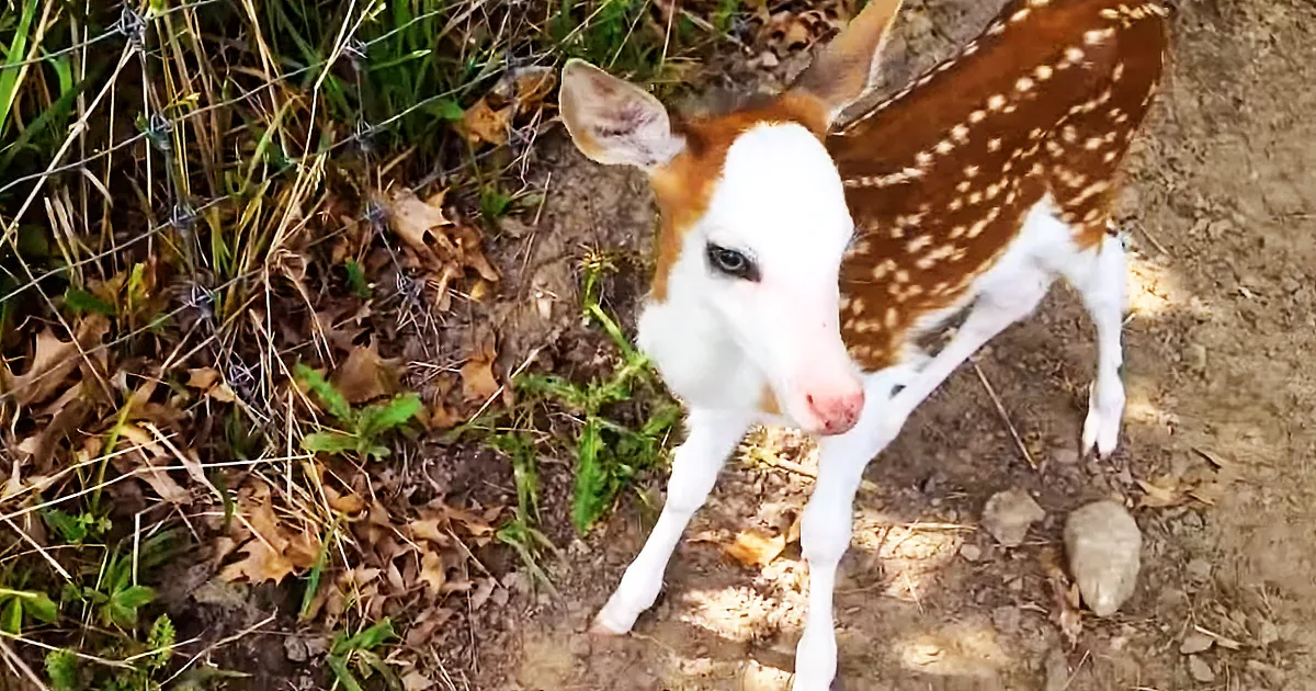 Rare White-Faced Fawn Is Abandoned by Mom, Gets Second Chance at Life Thanks to Kind Farmers