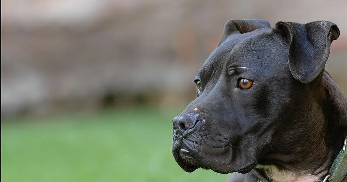 A close-up of a black dog's face with a blurred background and a grassy area.