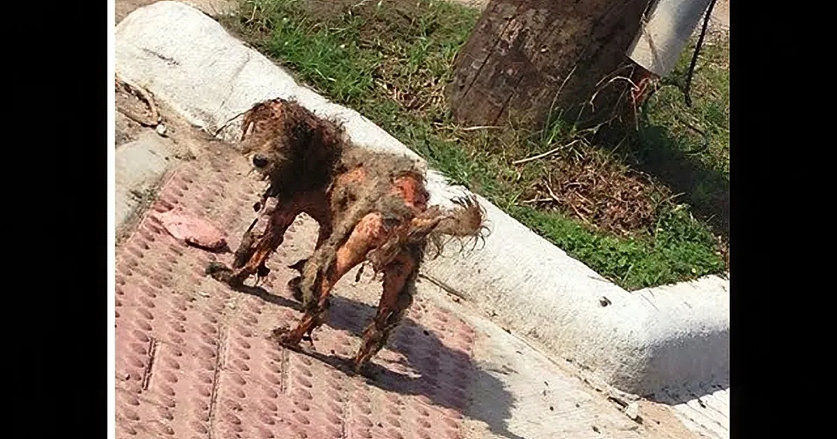 A dog with matted fur and a bandaged leg is lying on a brick pathway.