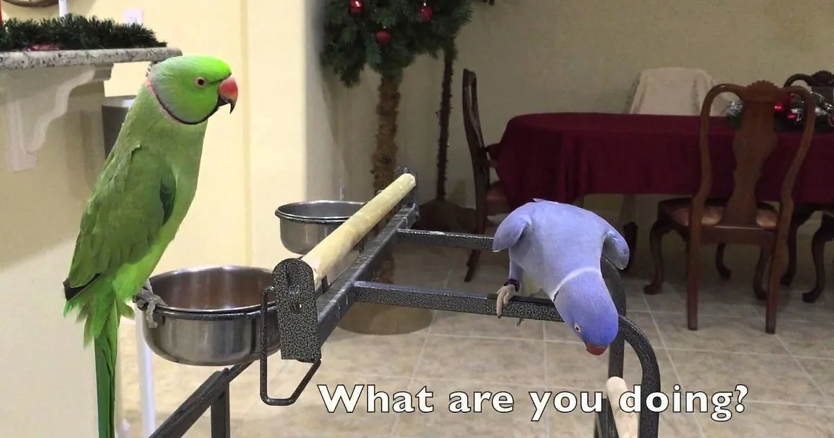 A green parrot stands beside a scale with a blue stuffed animal, while another parrot looks on.