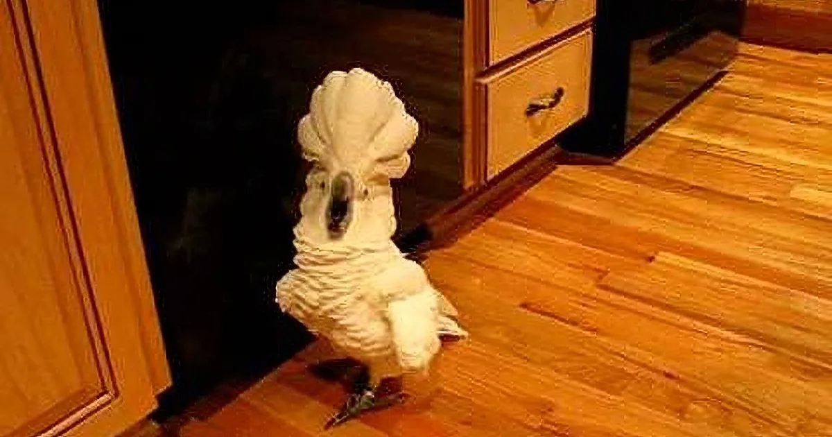 A white cockatoo with a large crest stands on a wooden floor near a dark cabinet.