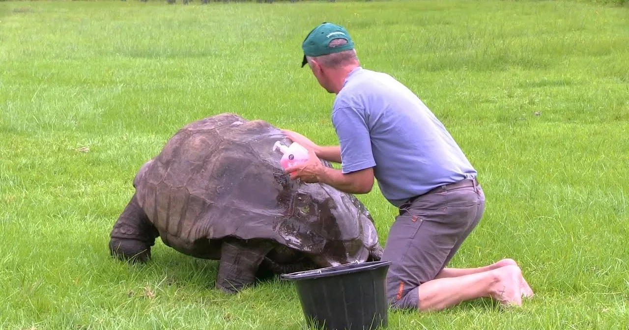 A man in a green cap and blue shirt is washing a large tortoise in a grassy field.