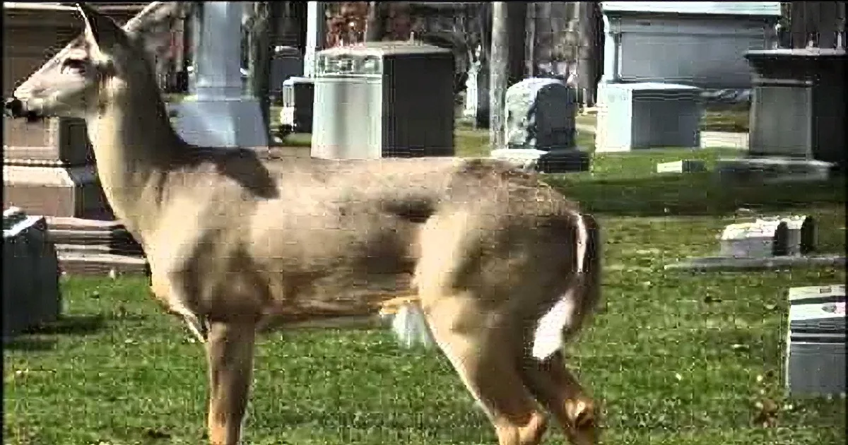 A deer stands in a cemetery, surrounded by tombstones and green grass.