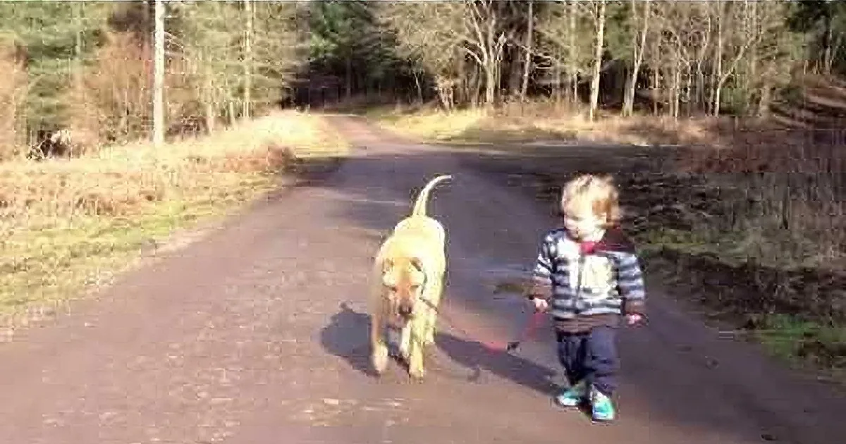 A child and a dog walk down a forest path on a sunny day.