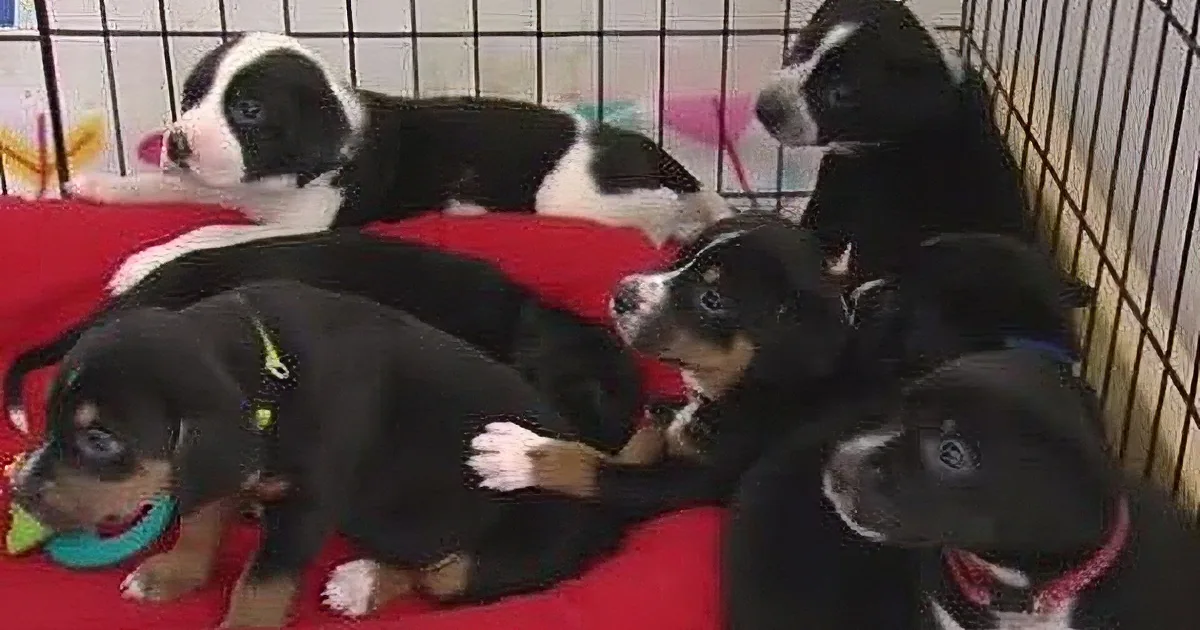 Six adorable black and white puppies are resting on a red blanket inside a cage.