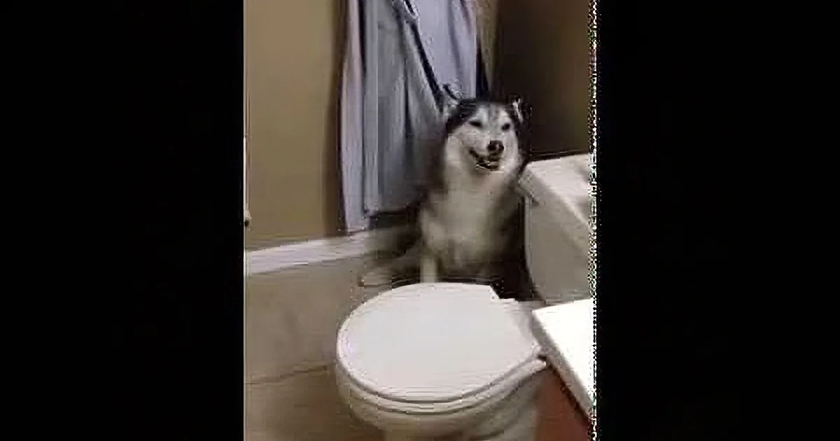 A smiling husky dog sits on a bathroom floor, looking up at the camera with a happy expression.