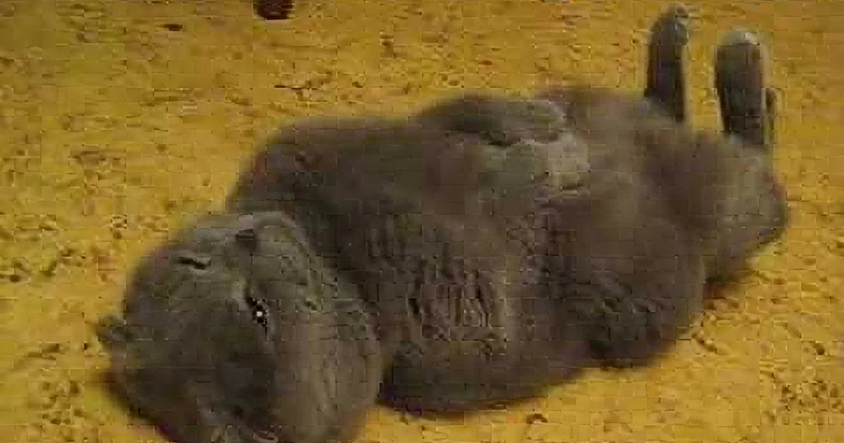 A fluffy gray cat lies on its back on a sandy surface, appearing relaxed.