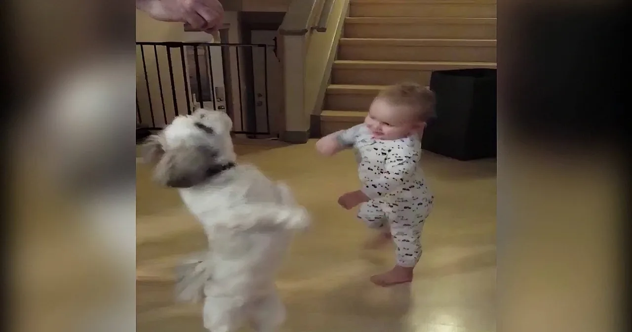 A baby in pajamas dances with a fluffy white dog on a wooden floor.