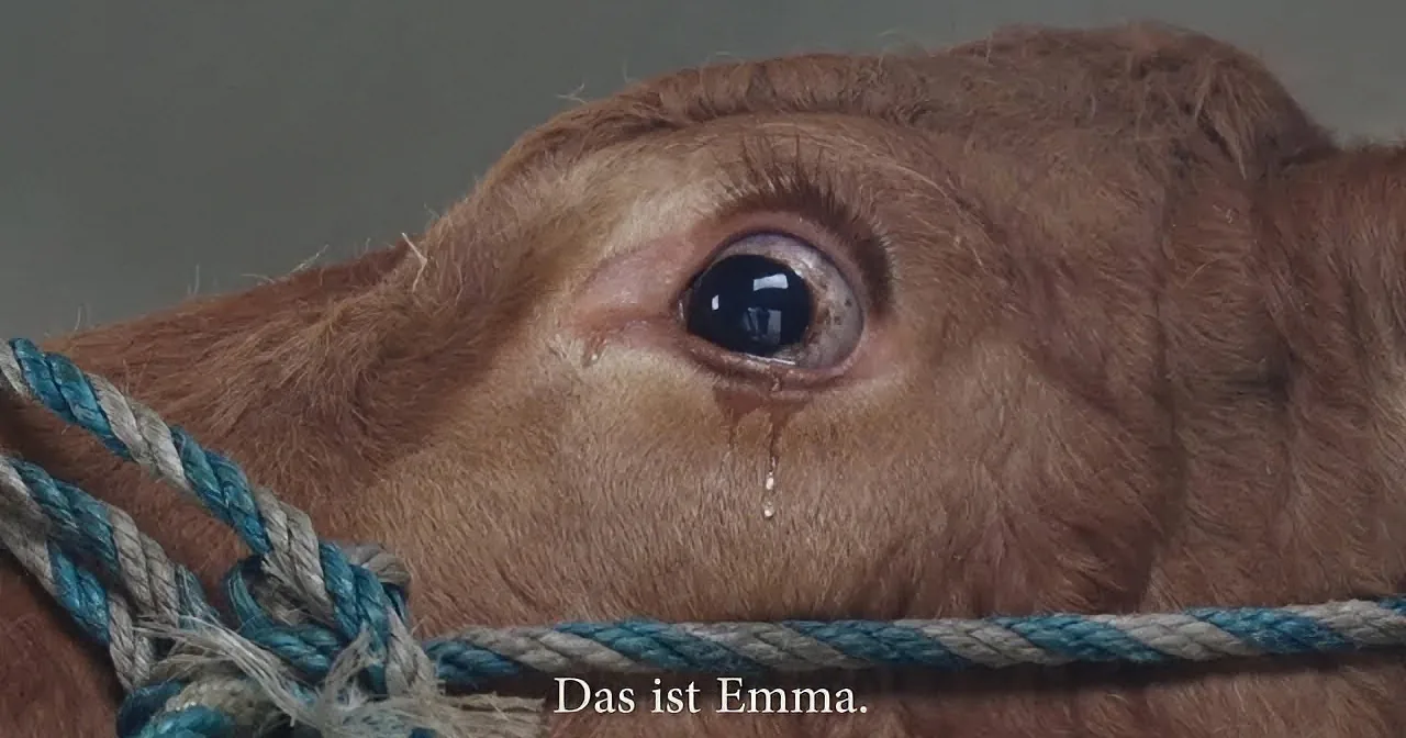 A close-up of a calf's face with a rope around its neck, captioned "Das ist Emma."