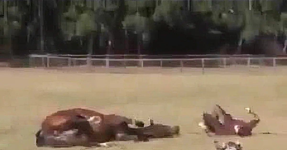 A bull lies on the ground in a fenced area, surrounded by trees and people in the background.