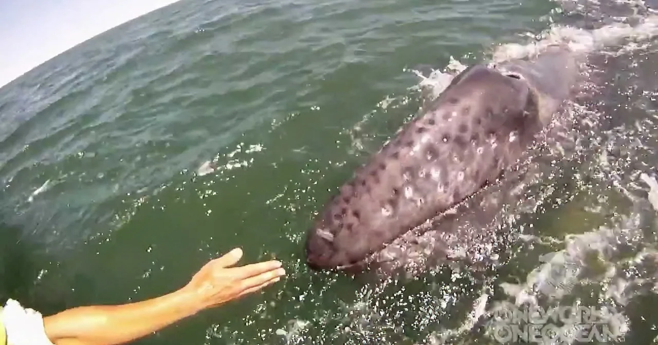 A person reaches out to touch a spotted whale in the ocean.