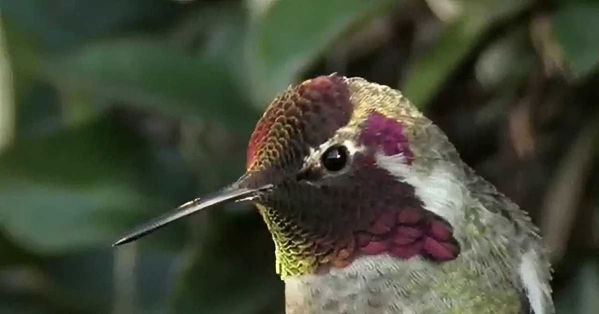A hummingbird with a vibrant purple throat and intricate feather patterns is perched amidst green foliage.
