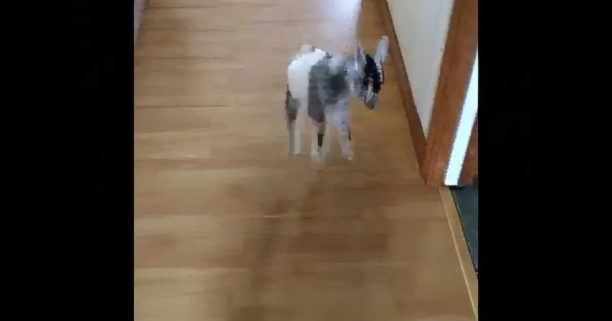 A small goat stands on a wooden floor near a doorway.