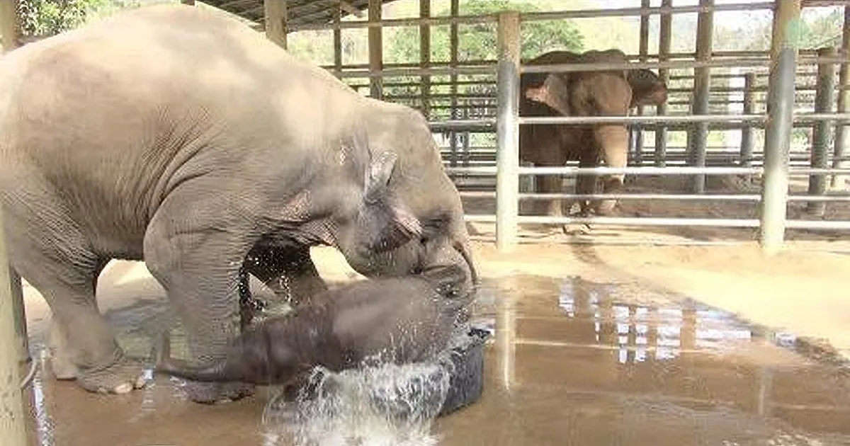 A mother elephant is bathing her baby elephant in a water-filled enclosure.