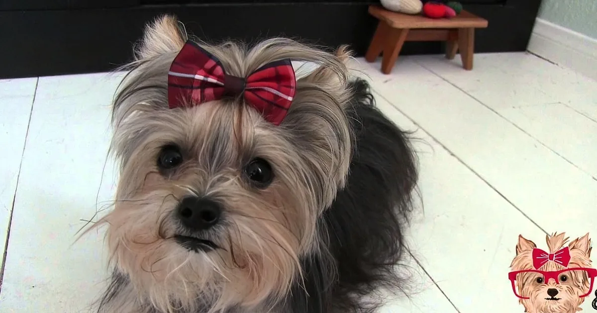 A fluffy dog with a red bow sits on a white floor, looking directly at the camera.