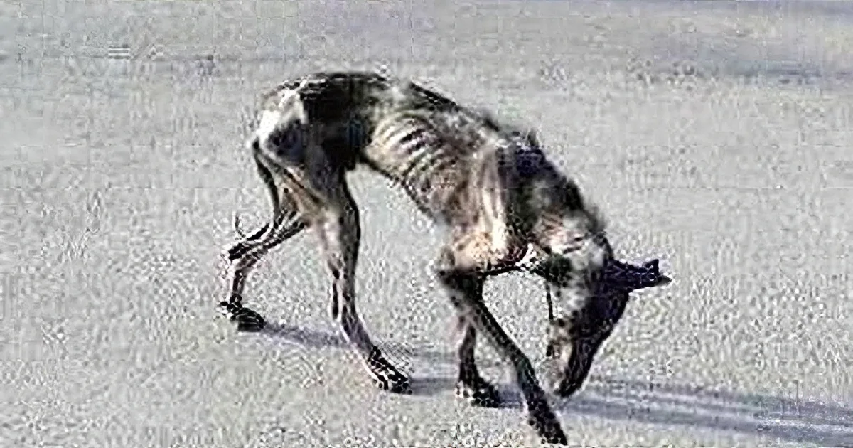 A dog with an unusual, elongated body and legs is standing on a concrete surface.