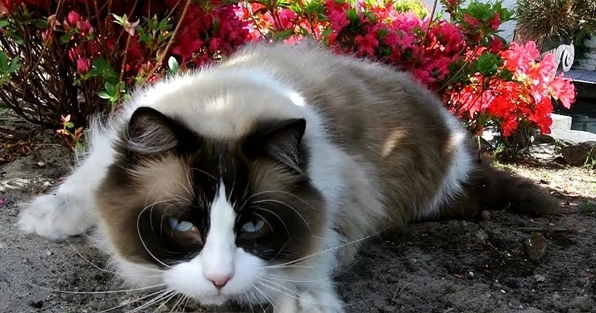 A fluffy, white and brown cat with striking blue eyes lies on the ground amidst vibrant pink and red flowers.