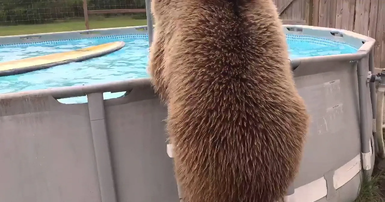 A bear stands at the edge of a small, above-ground pool, looking into the water.