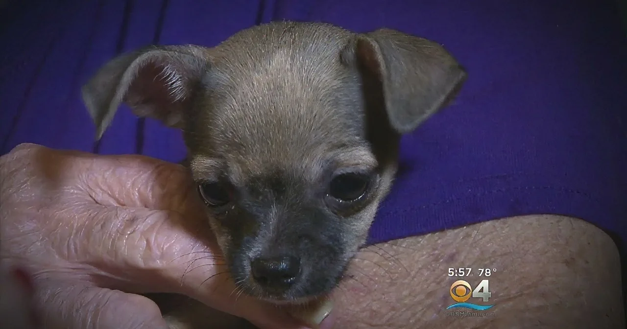 A small, light brown dog with floppy ears is being held gently by a person's hands.