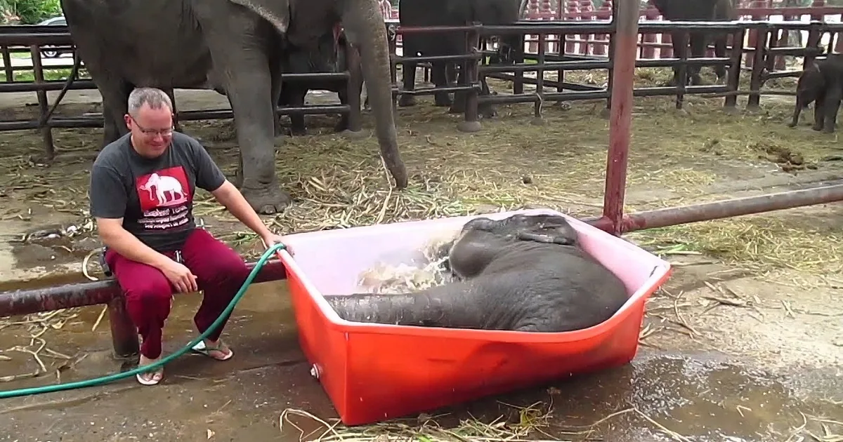 A person is washing a baby elephant in a red tub with a hose, surrounded by other elephants.