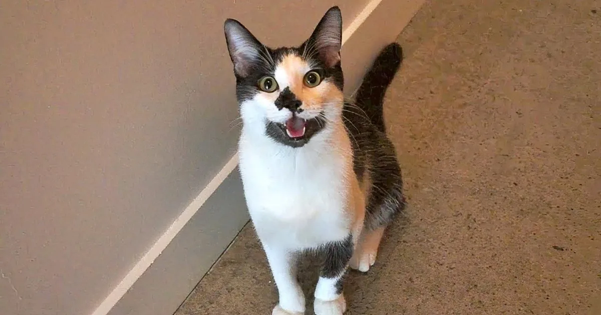A calico cat with white, black, and orange fur sits on a brown floor, looking up with its mouth open.