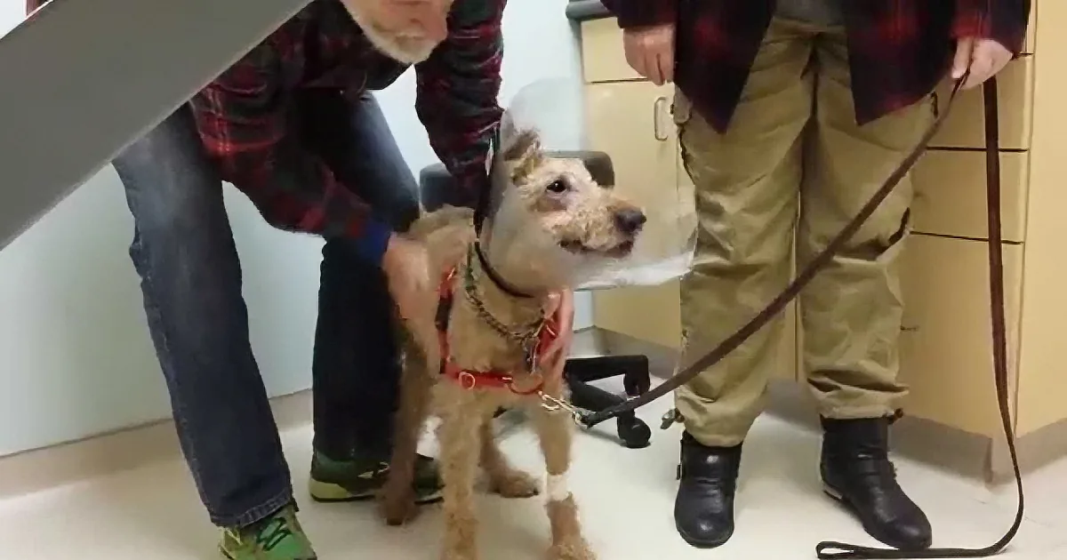 A dog with a red collar is being held by two people in a room.