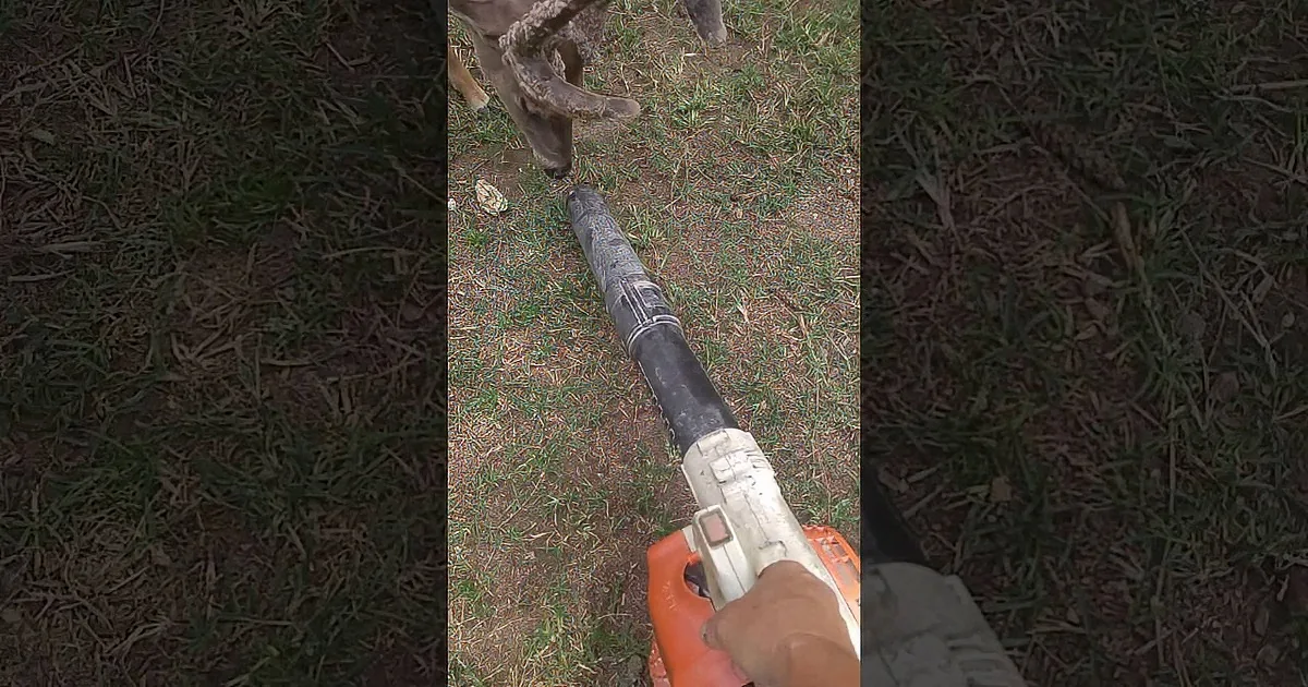 Joyful Deer Finds Weirdest MacHine! When Friendly Arborists Plays Along? Never Seen a Happier Deer.