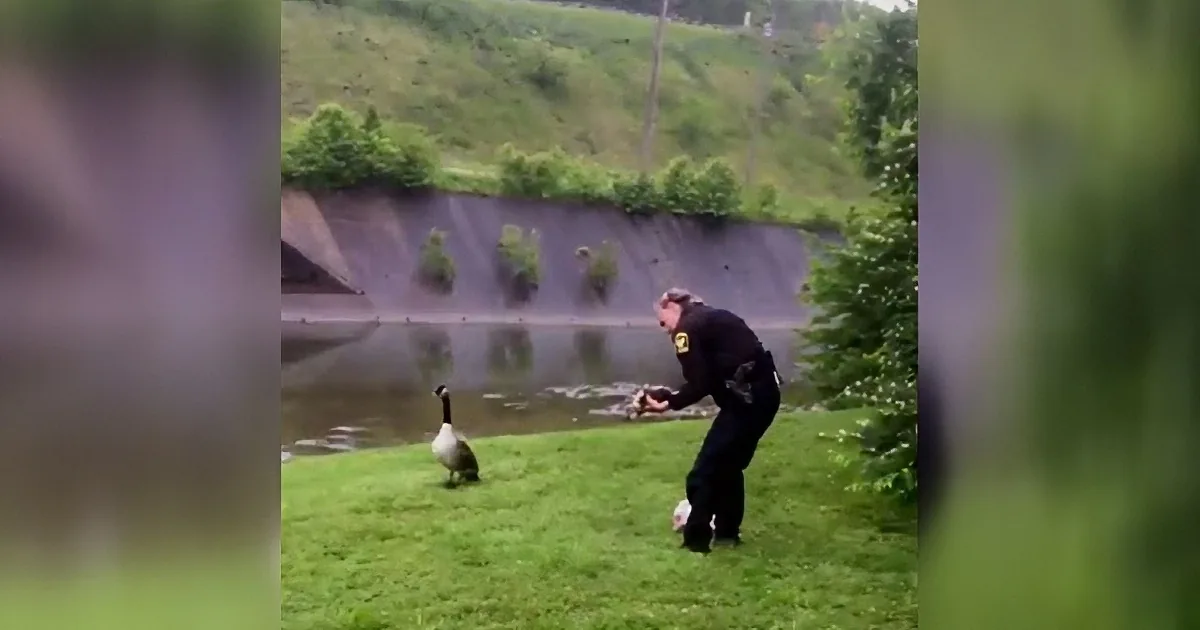 A police officer bends near a pond, interacting with a goose on a grassy bank.