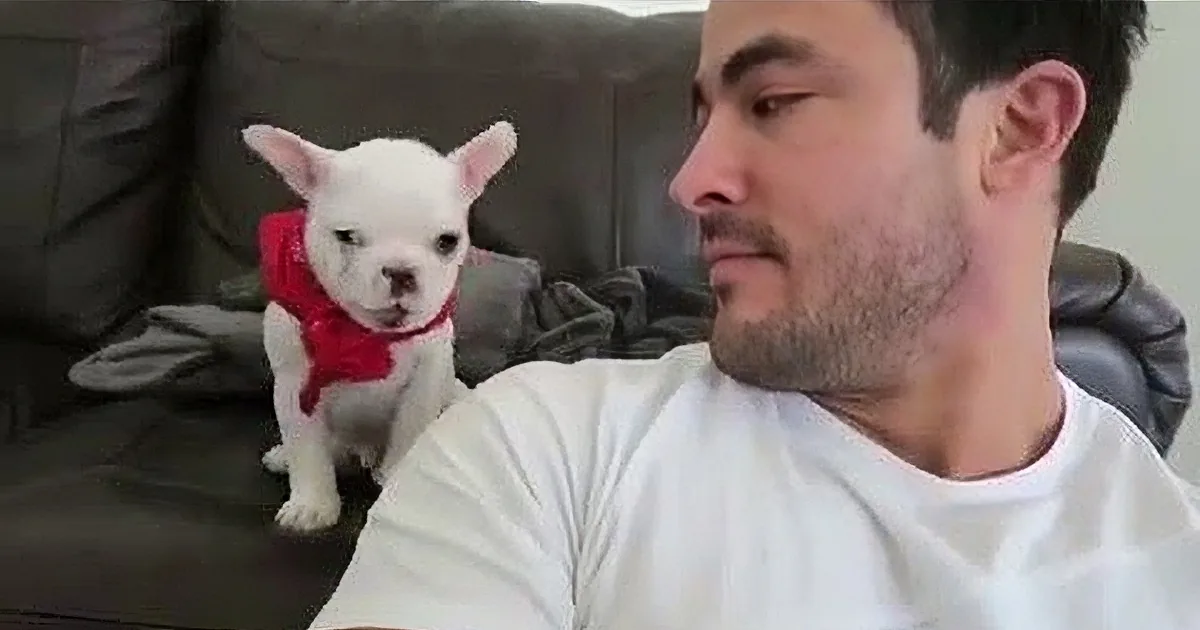 The Tiniest Baby Bulldog in the Cutest Red Bandana You Will Ever See. I''m up to 15 Times as of Now.
