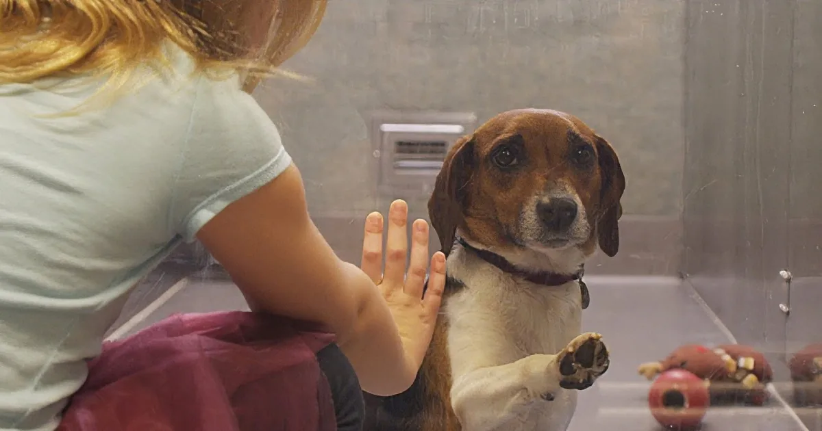 A beagle dog reaches out to a child through a glass barrier in a shelter.