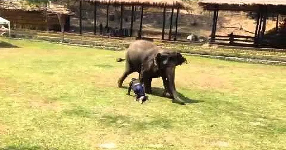 An elephant walks on grass with a person in the background, near a structure.