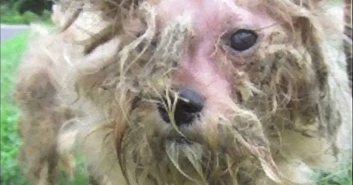 A dog with matted fur and a sad expression, partially obscured by its tangled coat.