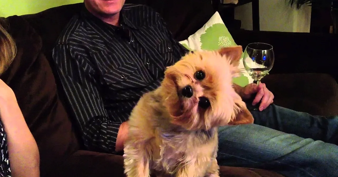 A small dog wearing a green party hat sits on a couch, looking up with a curious expression.