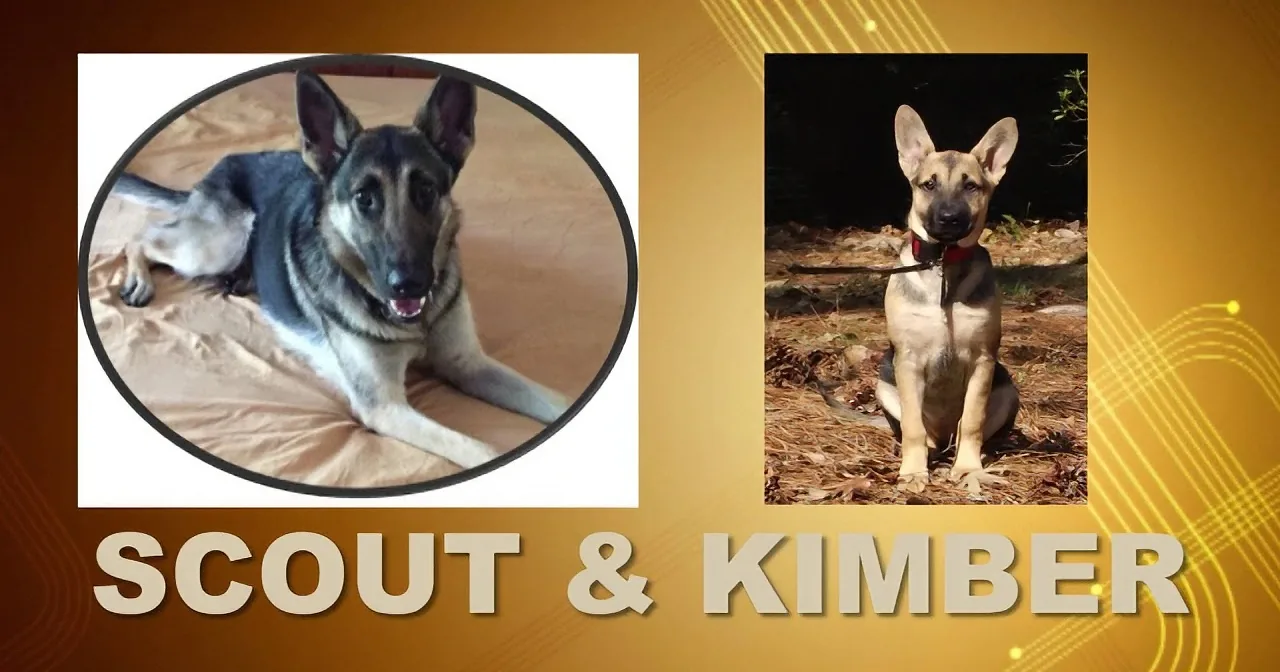 Two German Shepherd dogs, Scout and Kimber, with Scout in a circular frame and Kimber standing outdoors.