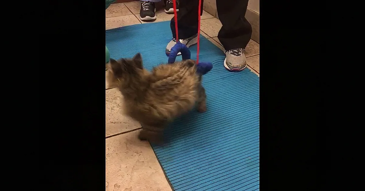 Woman Saves Handicapped Kitten From Euthanasia. His Transformation Is Amazing.