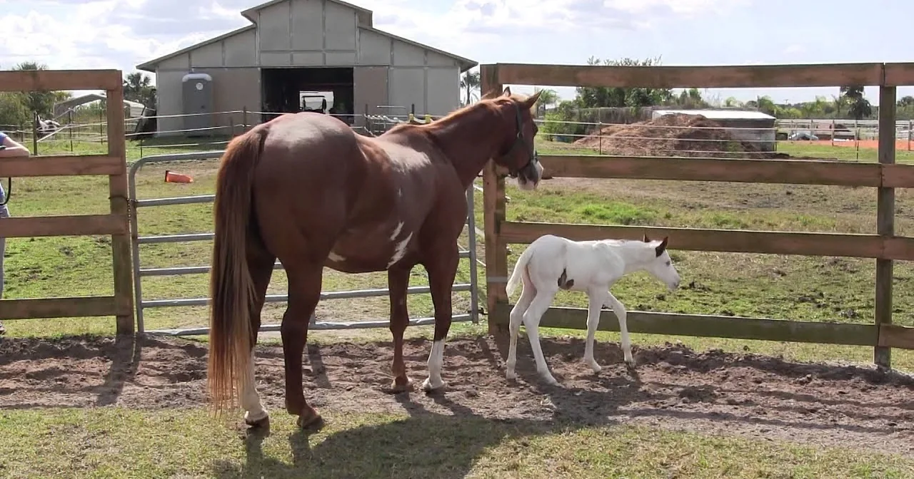 A brown horse and a white foal stand in a fenced pasture near a barn on a sunny day.