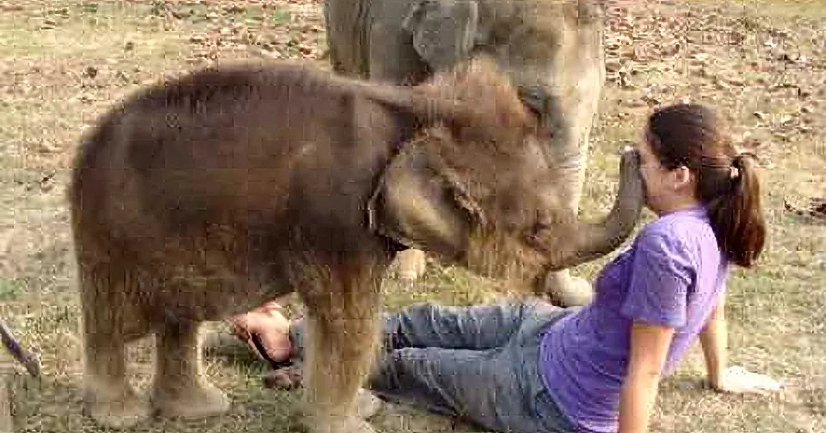 A baby elephant stands close to a person, appearing curious and gentle, with another person nearby.