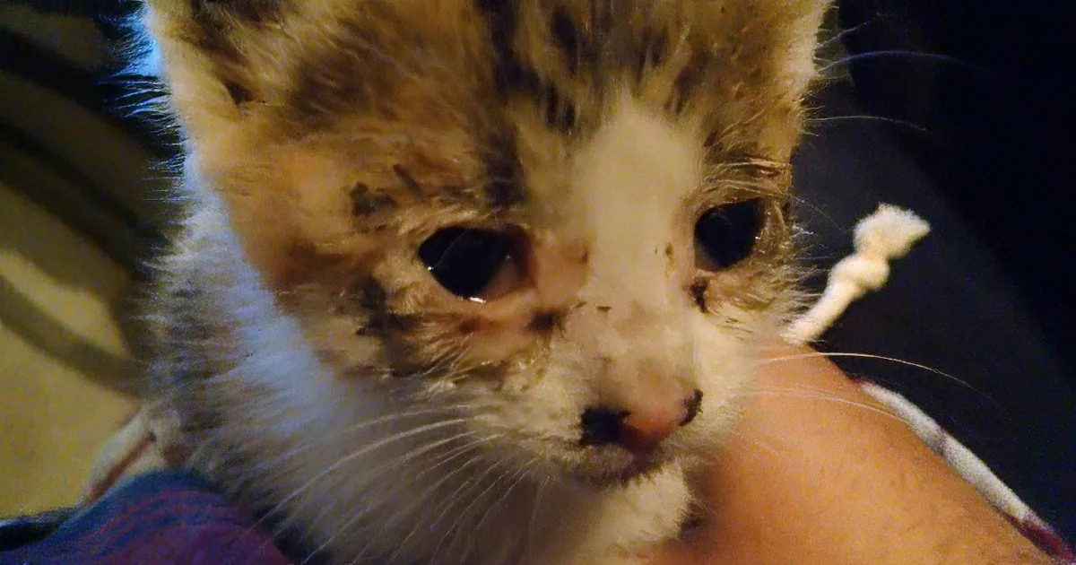 Two Motorcyclists Find Kitten on Highway. I Loved What Happened Next.