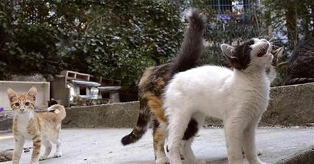 A calico cat is playfully interacting with a smaller orange tabby cat in an outdoor setting.