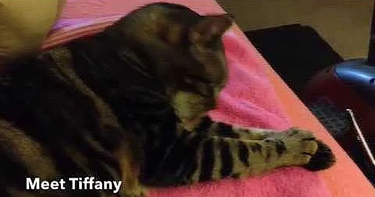 A tabby cat named Tiffany sits on a pink blanket, looking down at something in her paws.
