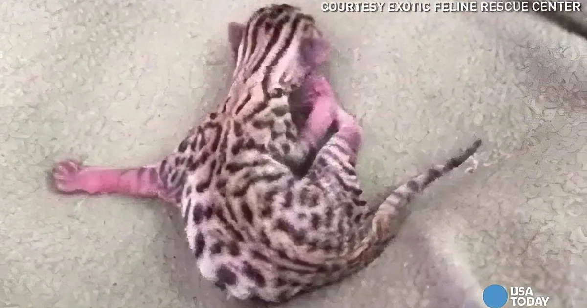 A pink ocelot is curled up on a light-colored surface, appearing relaxed.